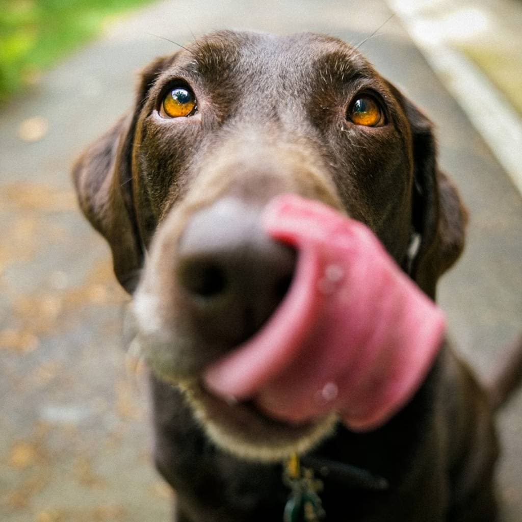 Calm dog receiving gentle care from a veterinary team